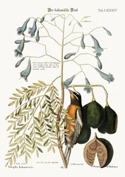 The Bahama Finch